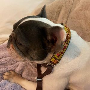 Dog training collar “Lola 12 prong collar”